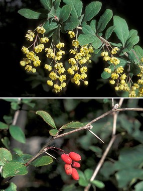 Berberis vulgaris L. subsp. vulgaris - Crespino comune