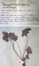 Aquilegia alpina L.-'Isopyrum thalictroides'