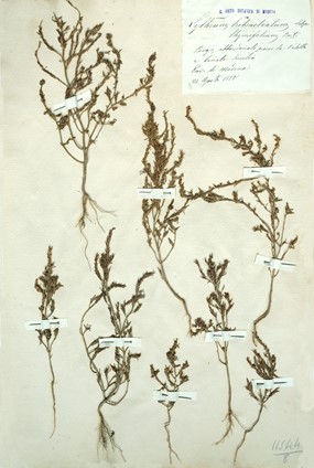 Lythrum tribracteatum Spreng.