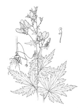 Aconitum variegatum L. subsp. variegatum - Aconito screziato 