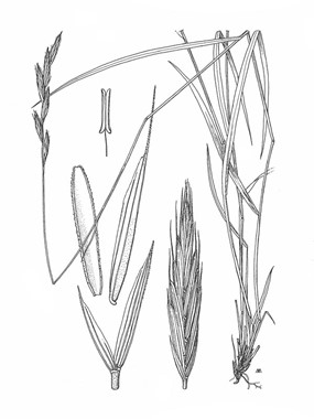 Brachypodium genuense (DC.) Roem. & Schult. 