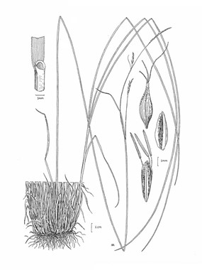 Carex ferruginea Scop. subsp. macrostachys (Bertol.) Arcang. - Carice delle Apuane 