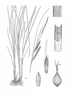 Carex rostrata Stokes - Carice rigonfia 