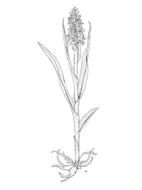 Dactylorhiza incarnata (L.) Soó subsp. incarnata - Orchide palmata 