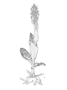 Dactylorhiza majalis (Rchb.) P.F. Hunt & Summerh. - Orchide a foglie larghe 