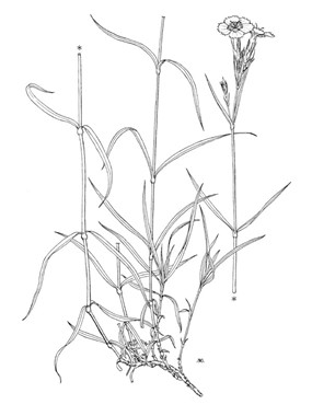 Dianthus seguieri Vill. subsp. seguieri - Garofano di Séguier 