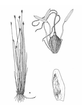 Eleocharis quinqueflora (Hartmann) O. Schwarz - Giunchina a cinque fiori 