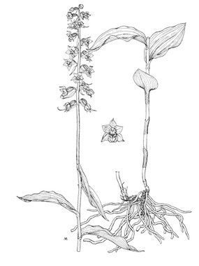 Epipactis atrorubens (Hoffm. ex Bernh.) Besser - Elleborine violacea 
