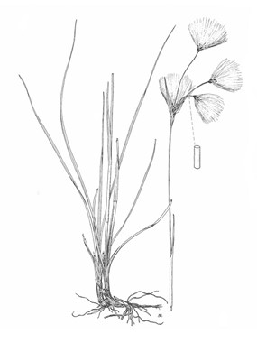 Eriophorum angustifolium Honck. - Pennacchi a foglie strette 