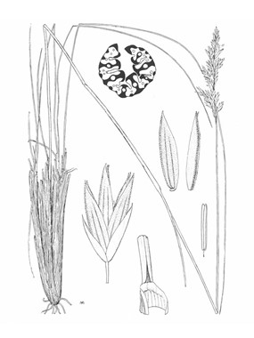 Festuca paniculata (L.) Schinz & Thell. subsp. paniculata - Festuca pannocchiuta 
