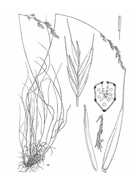 Festuca violacea Schleich. ex Gaudin subsp. puccinellii (Parl.) Foggi, Graz. Rossi & Signorini - Festuca del Puccinelli 
