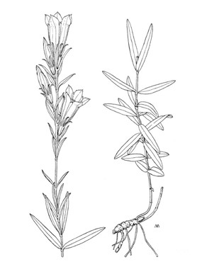 Gentiana pneumonanthe L. subsp. pneumonanthe - Genziana mettimborsa 