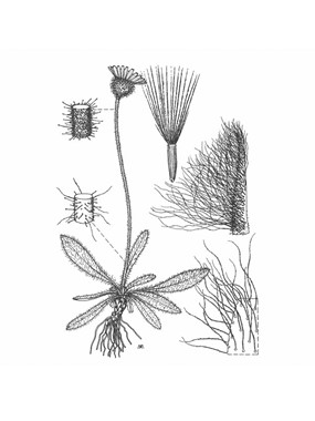 Hieracium piliferum Hoppe