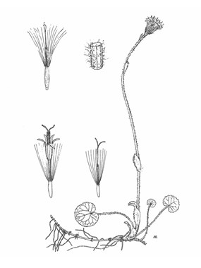 Homogyne alpina (L.) Cass. - Tossilaggine alpina 