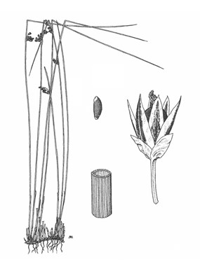 Juncus filiformis L. - Giunco filiforme 