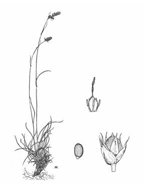 Luzula spicata (L.) DC. subsp. mutabilis Chrtek & Kriša - Luzola mutabile 