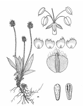 Plantago atrata Hoppe subsp. atrata - Piantaggine nera 