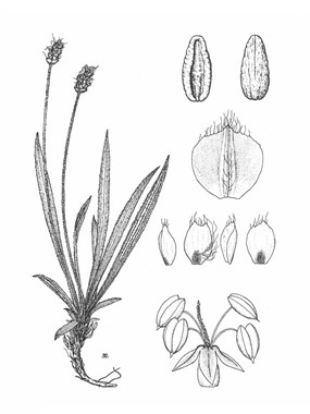 Plantago atrata Hoppe subsp. fuscescens (Jord.) Pilg. - Piantaggine rossastra 