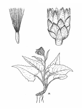 Saussurea discolor (Willd.) DC. - Saussurea cordata 