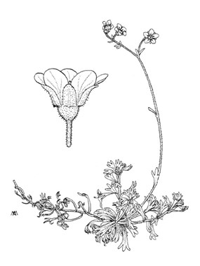 Saxifraga exarata Vill. subsp. moschata (Wulfen) Cavill. - Sassifraga muschiata 