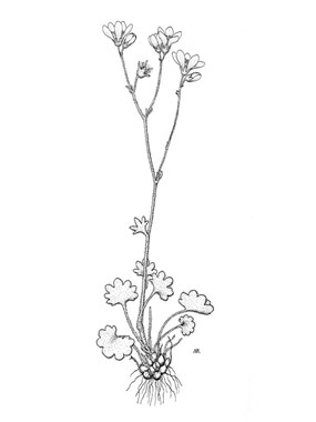 Saxifraga granulata L. subsp. granulata - Sassifraga granulosa 