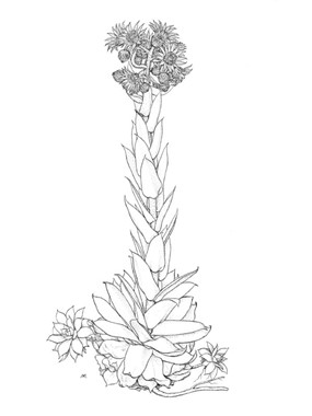 Sempervivum tectorum - Semprevivo maggiore, Semprevivo dei tetti