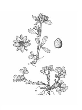 Sibbaldia procumbens L. - Sibbaldia 