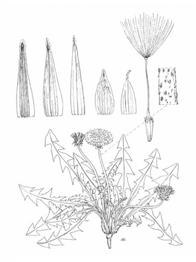 Taraxacum aemilianum Foggi & Ricceri - Tarassaco emiliano