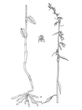 Epipactis microphylla (Ehrh.) Sw. - Elleborine minore 