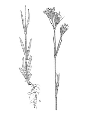 Dianthus armeria L. subsp. armeria - Garofano a mazzetti 