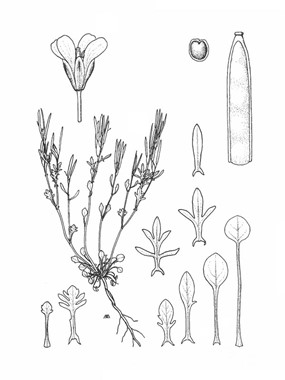 Cardamine resedifolia L. - Billeri pennato 