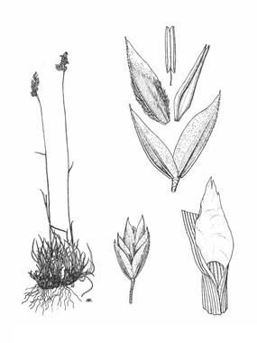 Poa alpina L. subsp. alpina - Fienarola delle Alpi 