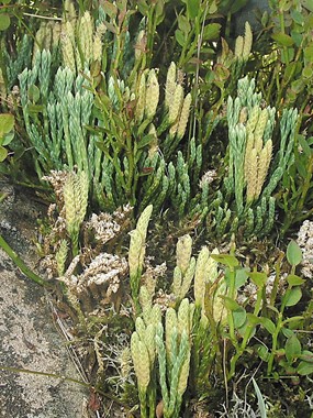 Diphasiastrum alpinum (L.) Holub - Licopodio alpino 