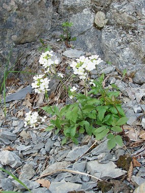 Arabis alpina L. subsp. caucasica (Willd.) Briq. - Arabetta caucasica 