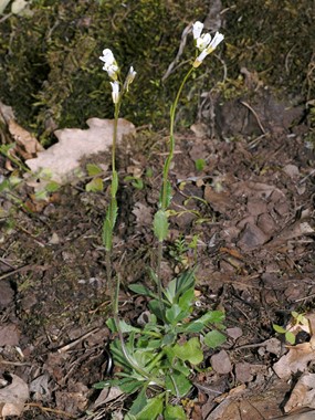 Arabis collina Ten. subsp. collina - Arabetta collinare 