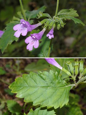 Calamintha grandiflora (L.) Moench - Mentuccia montana 