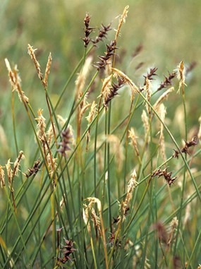 Carex davalliana Sm. - Carice di Davall 