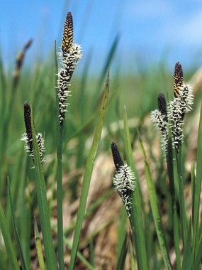 Carex nigra (L.) Reichard - Carice fosca 