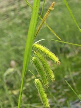 Carex pseudocyperus L. - Carice falso-cipero 