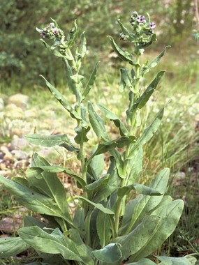 Cynoglossum creticum Mill. - Lingua-di-cane a fiori variegati