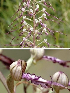 Himantoglossum adriaticum H. Baumann - Barbone adriatico