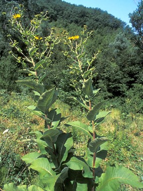 Inula helenium L. - Enula campana 