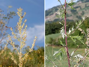 Artemisia vulgaris L. - Assenzio selvatico 
