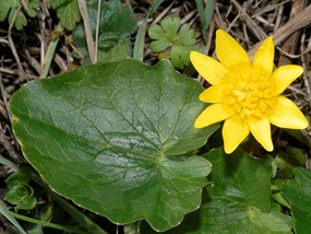 Ranunculus ficaria L. subsp. ficaria - Ranuncolo favagello 