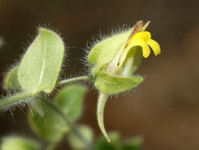 Kickxia spuria (L.) Dumort. subsp. spuria - Cencio molle 