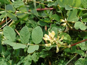 Astragalus glycyphyllos L. - Astragalo falsa-liquerizia 