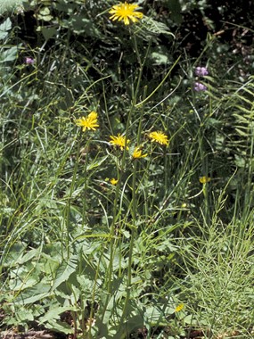 Crepis paludosa (L.) Moench - Radicchiella a pappo giallastro