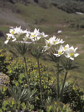 Anemonastrum narcissiflorum (L.) Holub subsp. narcissiflorum - Anemone narcissino, Anemone a fiori di Narciso 