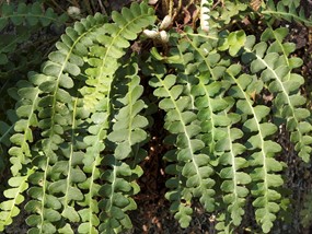 Ceterach officinarum Willd. subsp. officinarum - Cedracca comune 