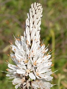 Asphodelus macrocarpus Parl. subsp. macrocarpus - Asfodelo montano 